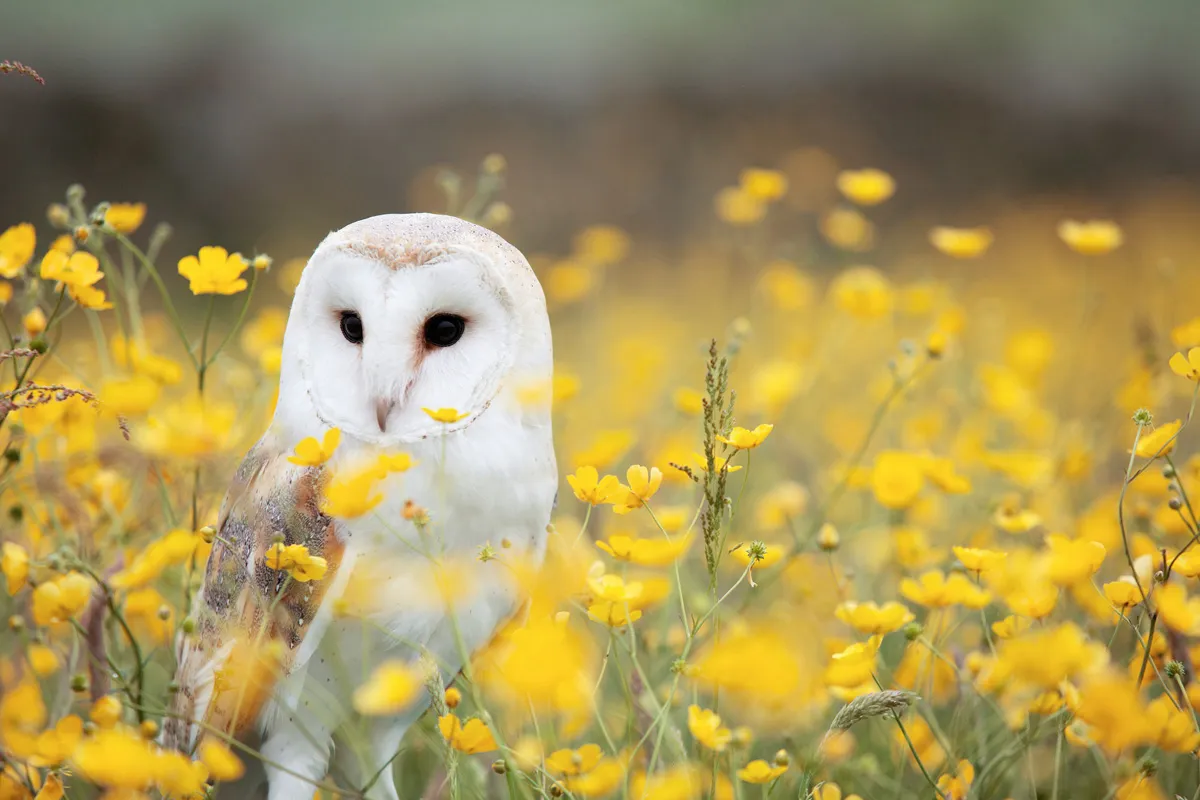 The Barn Owls Hearing