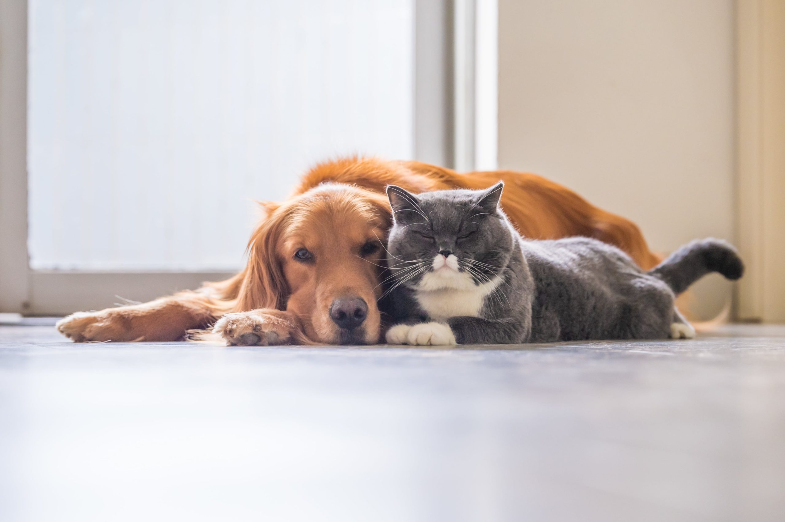 Why Dogs and Cats Hear Better Than Humans. - Hearing Sense