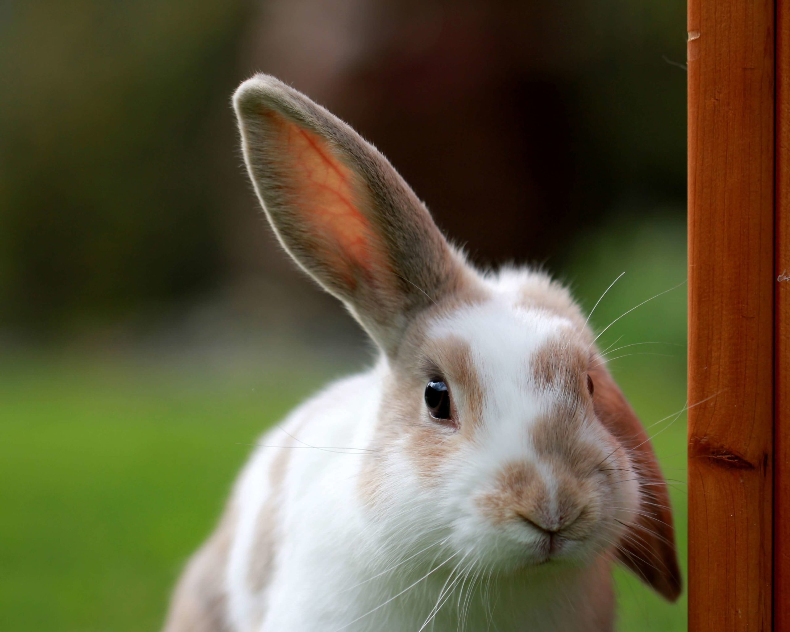 How EGGcellent is a bunny's hearing? - Hearing Sense