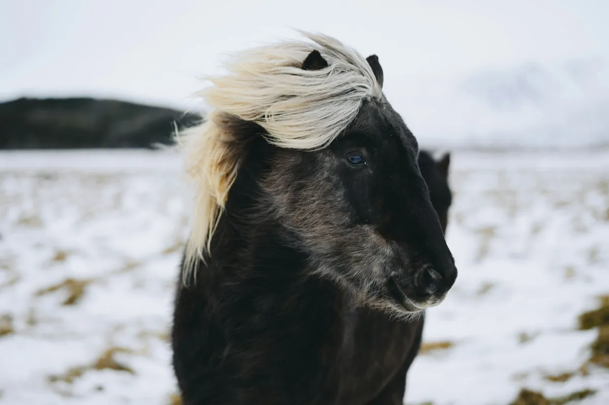 5 Horse Facts to Share with Your Friends