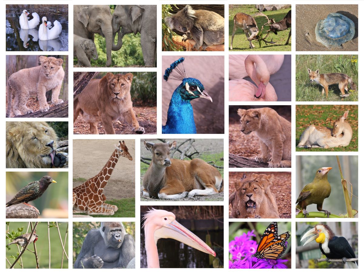 image showing many animals